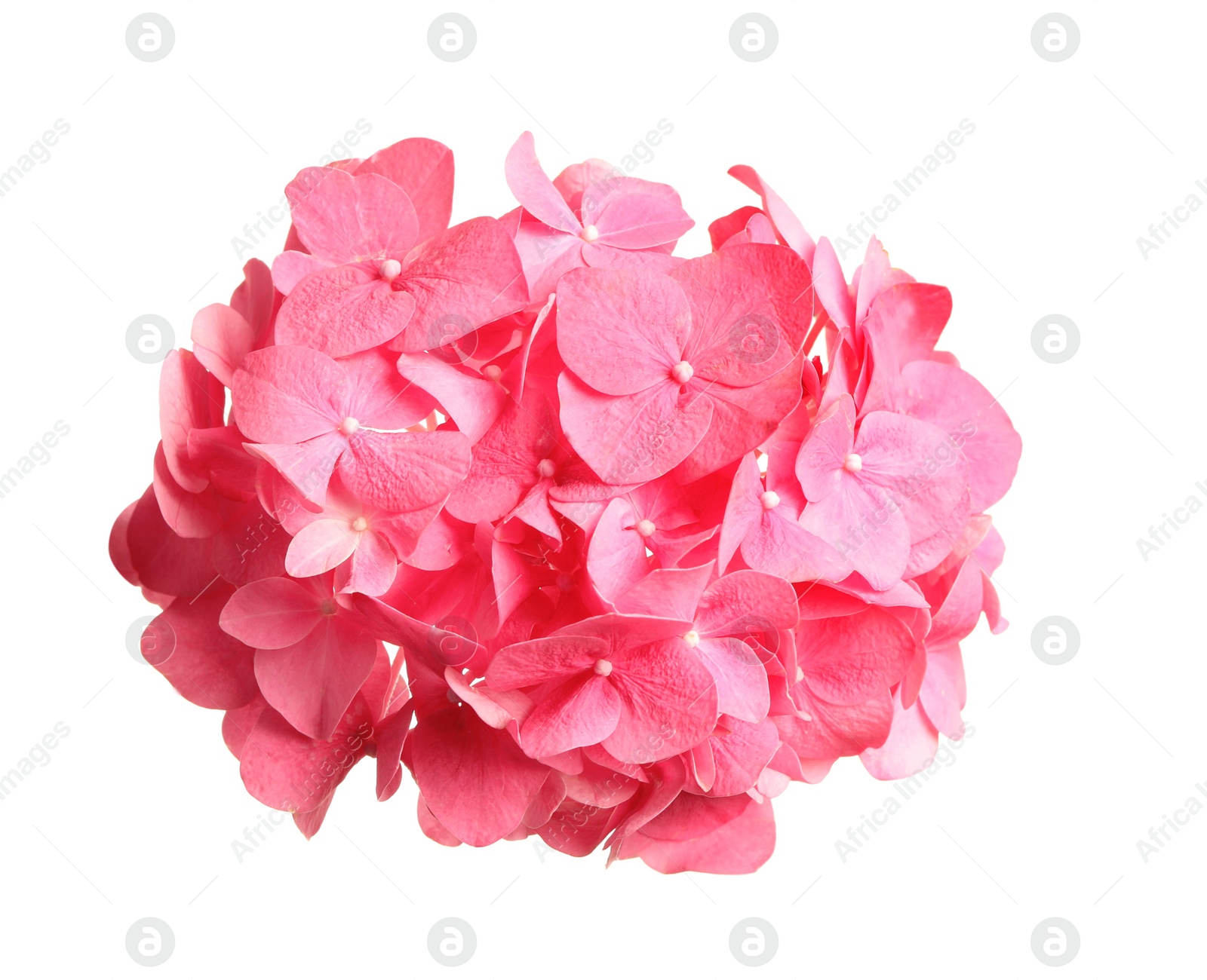 Photo of Beautiful pink hortensia flower isolated on white