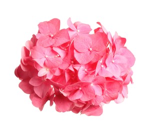 Beautiful pink hortensia flower isolated on white