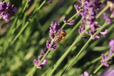 Photo of Closeup view of beautiful lavender with bee in field on sunny day