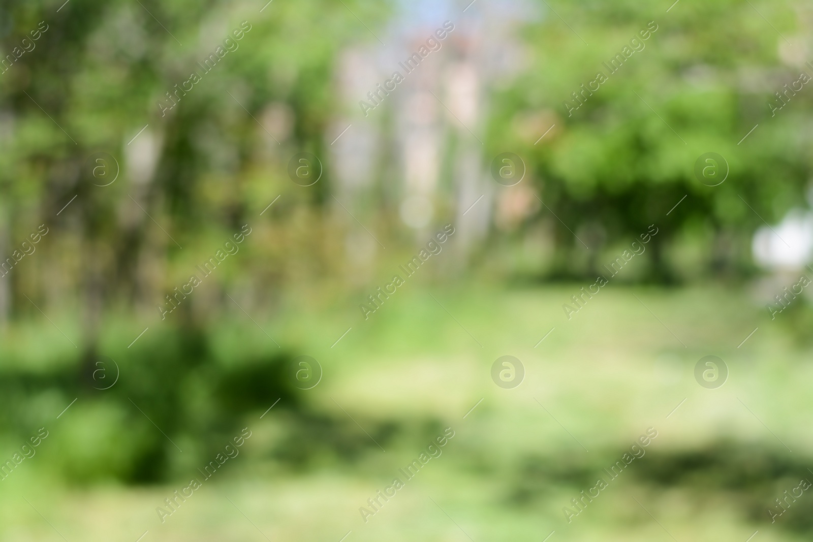 Photo of Park with trees on sunny day, blurred view. Bokeh effect