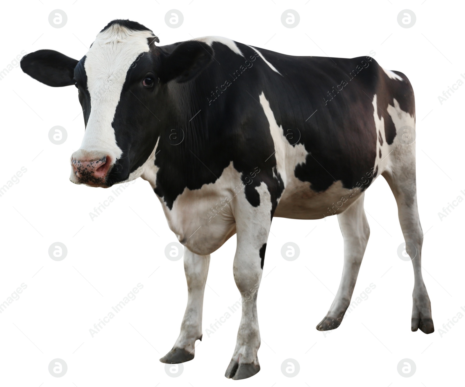 Image of Cute cow on white background. Animal husbandry