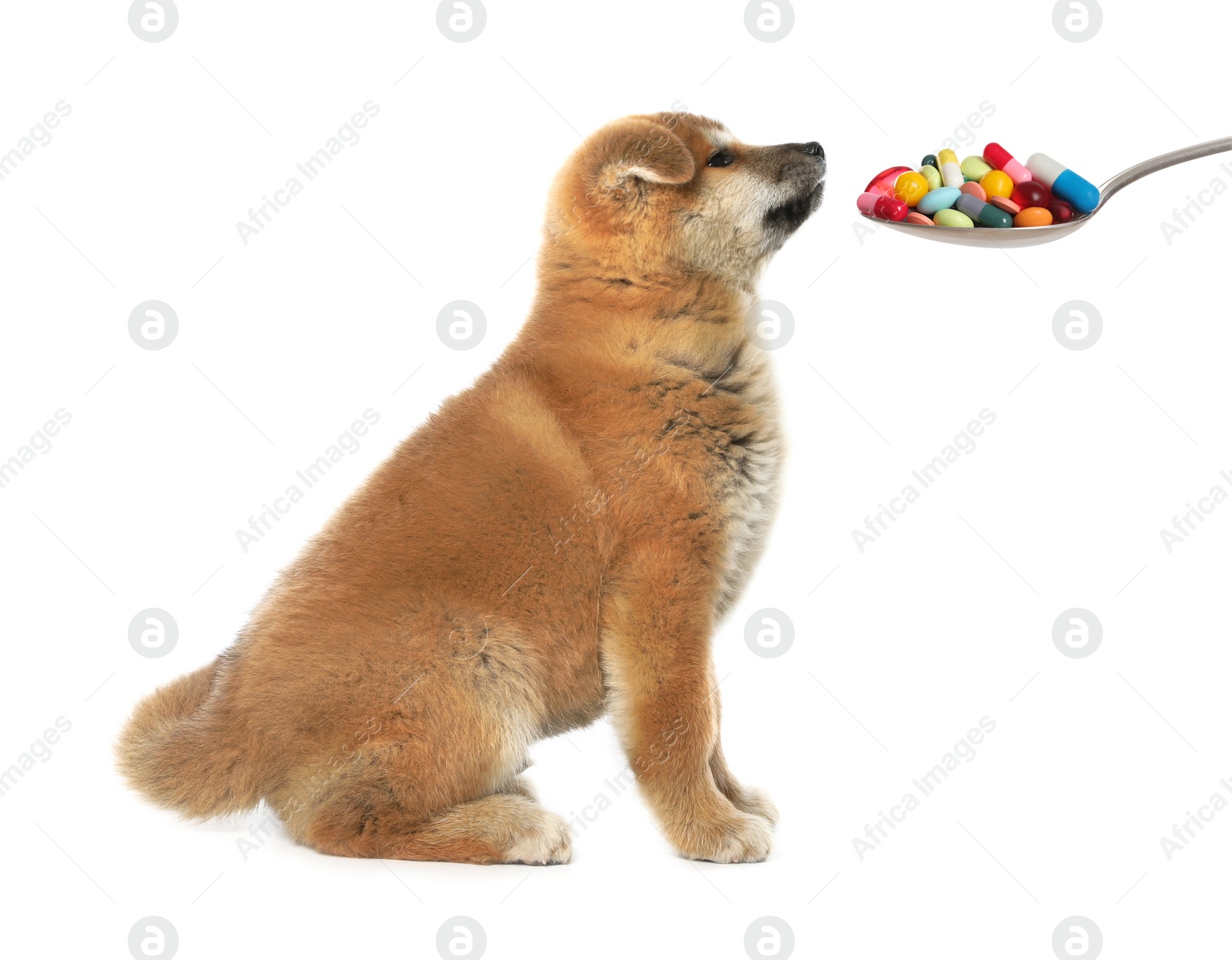 Image of Cute Akita Inu puppy and spoon full of different pills on white background. Vitamins for animal 