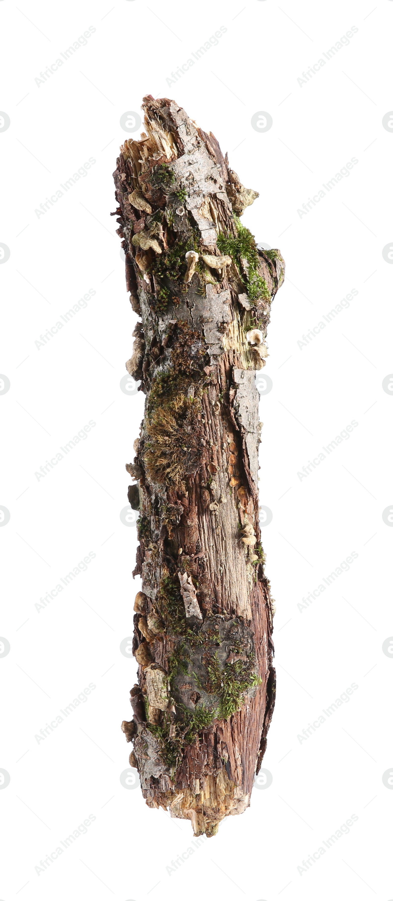 Photo of Old dry tree branch isolated on white