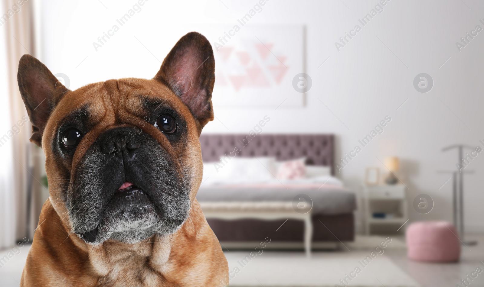 Image of Cute dog in room, space for text. Pet friendly hotel 