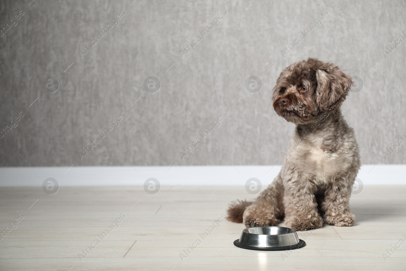 Photo of Cute Maltipoo dog near feeding bowl indoors, space for text. Lovely pet