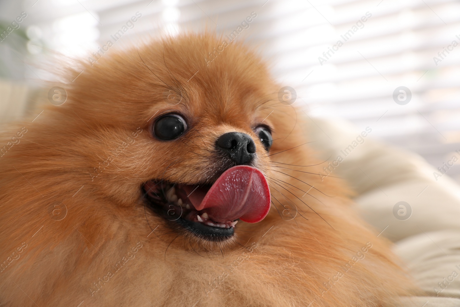 Photo of Cute Pomeranian spitz dog on papasan chair indoors, closeup