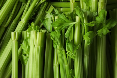 Many fresh green celery bunches as background, top view