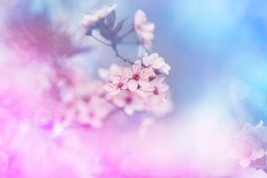 Image of Closeup view of blossoming spring tree outdoors, toned in pink and blue