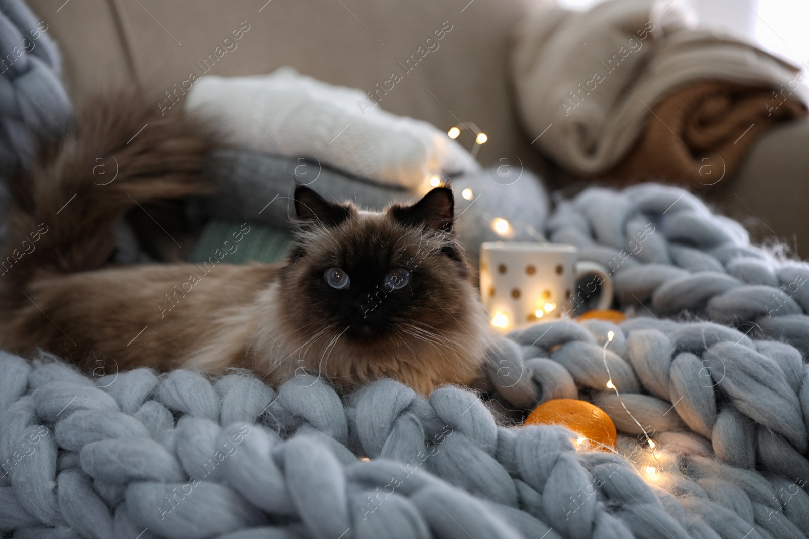 Photo of Cute Balinese cat on sofa at home. Fluffy pet