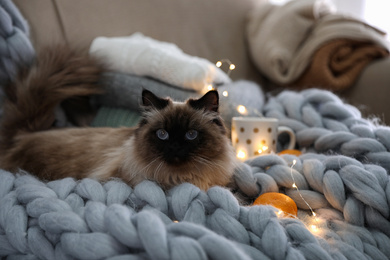 Cute Balinese cat on sofa at home. Fluffy pet