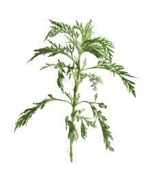 Photo of Branch of ragweed plant (Ambrosia genus) on white background. Seasonal allergy
