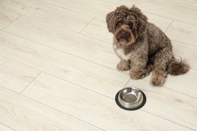 Photo of Cute Maltipoo dog and his bowl on floor, space for text. Lovely pet