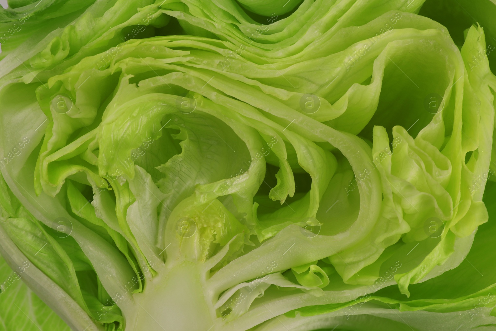 Photo of Cut fresh green iceberg lettuce as background, closeup view