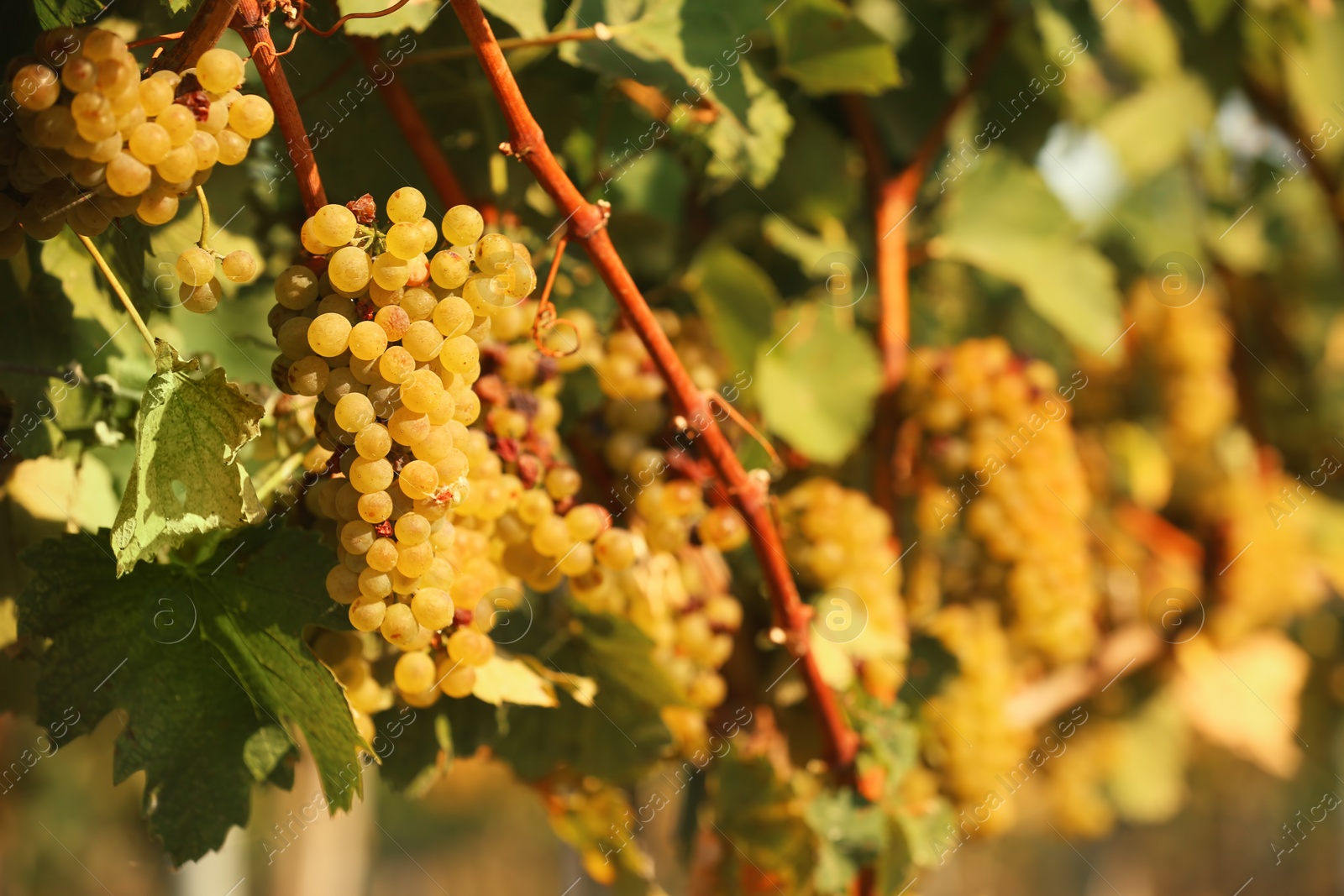 Photo of Fresh ripe juicy grapes growing on branches in vineyard