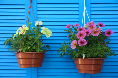 Photo of Beautiful petunia flowers in pots on blue wooden background