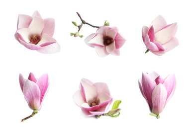 Set with beautiful magnolia flowers on white background. Spring blossom