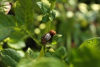 Photo of Colorado potato beetles on green plant outdoors, closeup