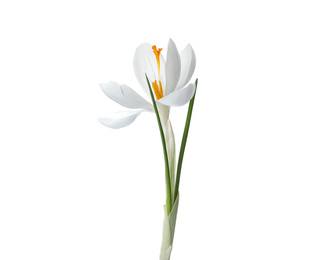 Beautiful crocus isolated on white. Spring flower
