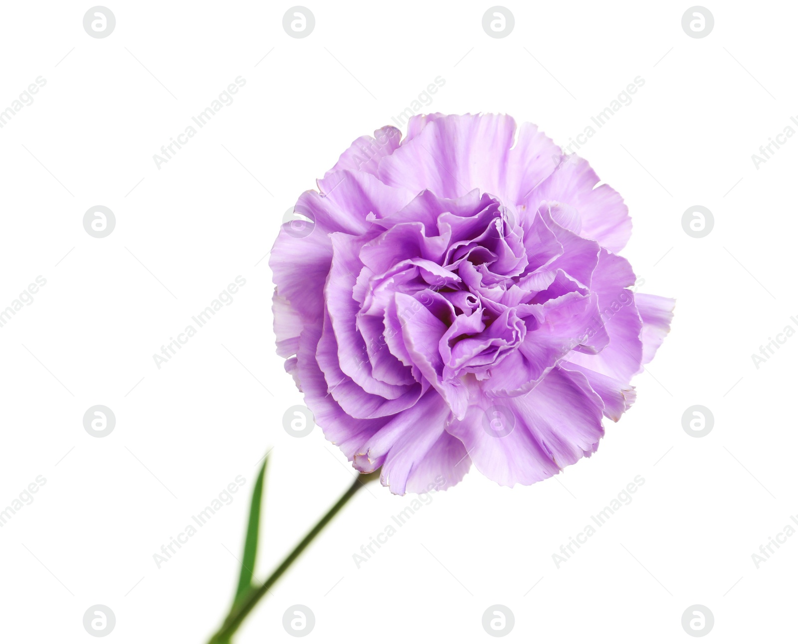 Photo of Beautiful blooming violet carnation on white background