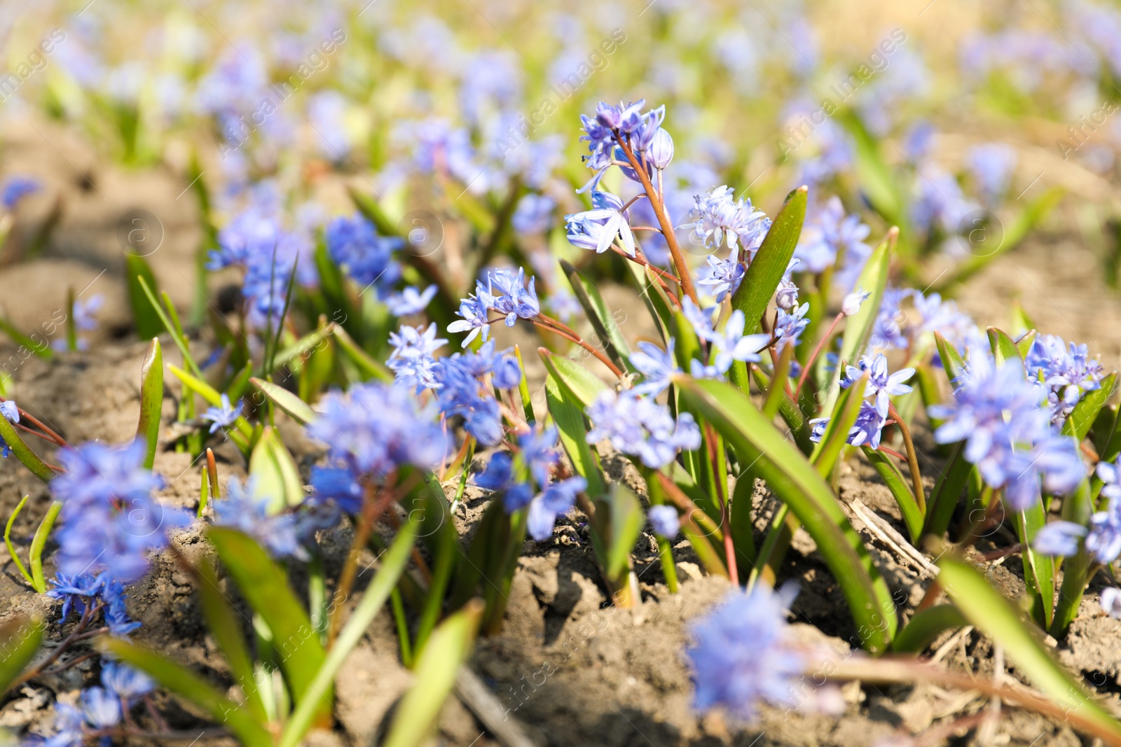 Photo of Beautiful Siberian squill flowers growing in garden