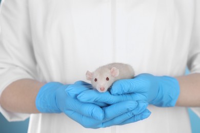 Scientist holding rat, closeup. Animal testing concept
