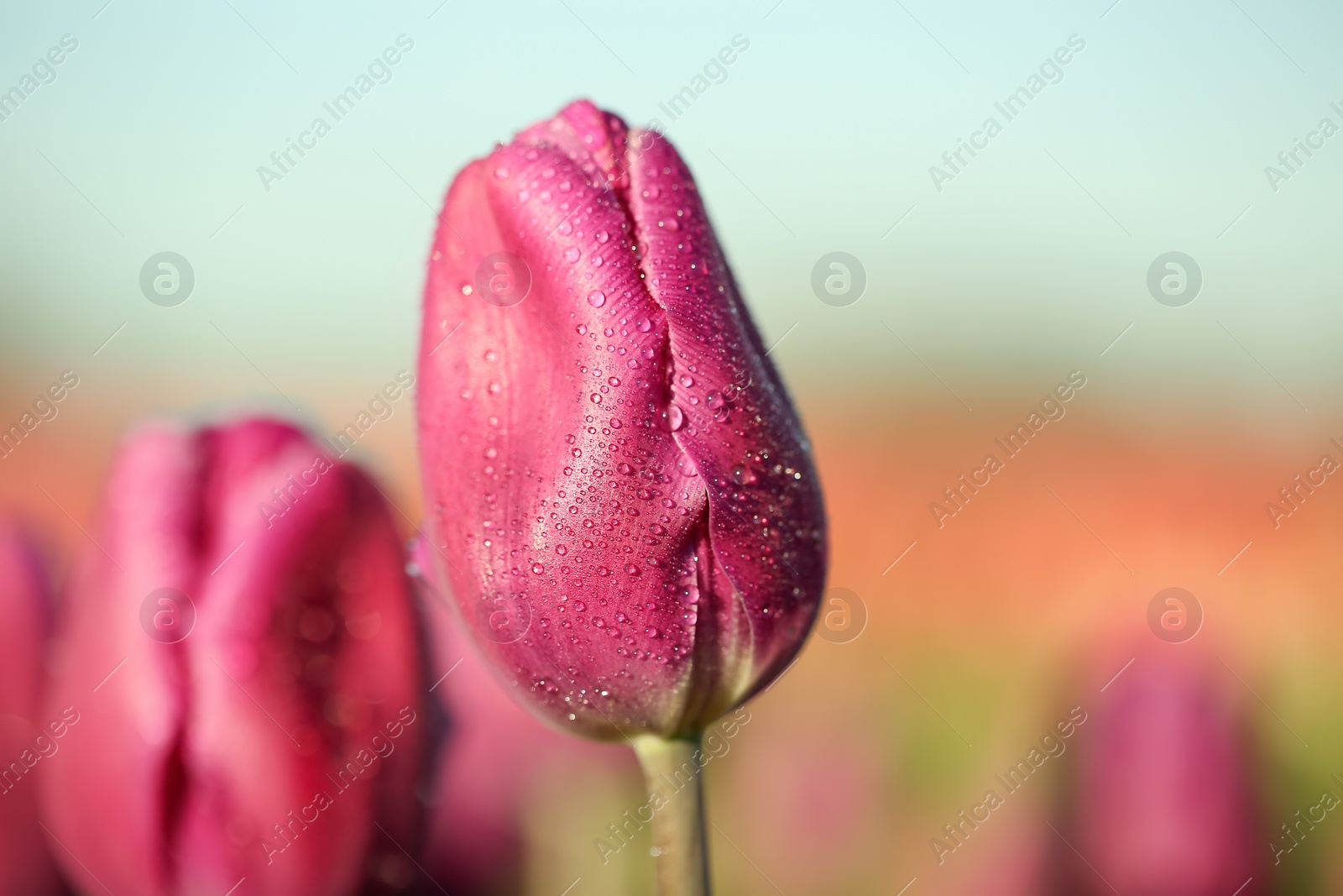 Photo of Blossoming tulip in field on sunny spring day