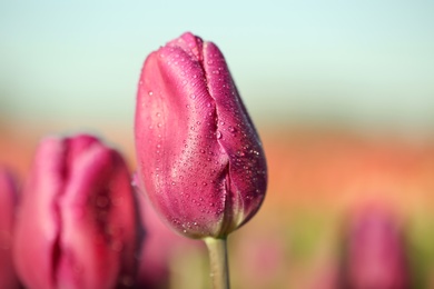 Photo of Blossoming tulip in field on sunny spring day
