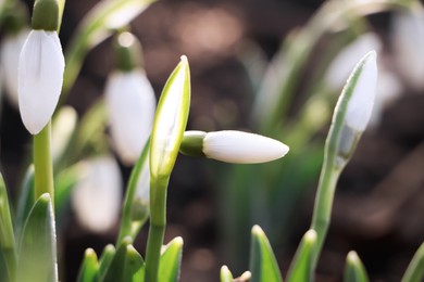 Beautiful snowdrops growing outdoors, closeup. Early spring flower