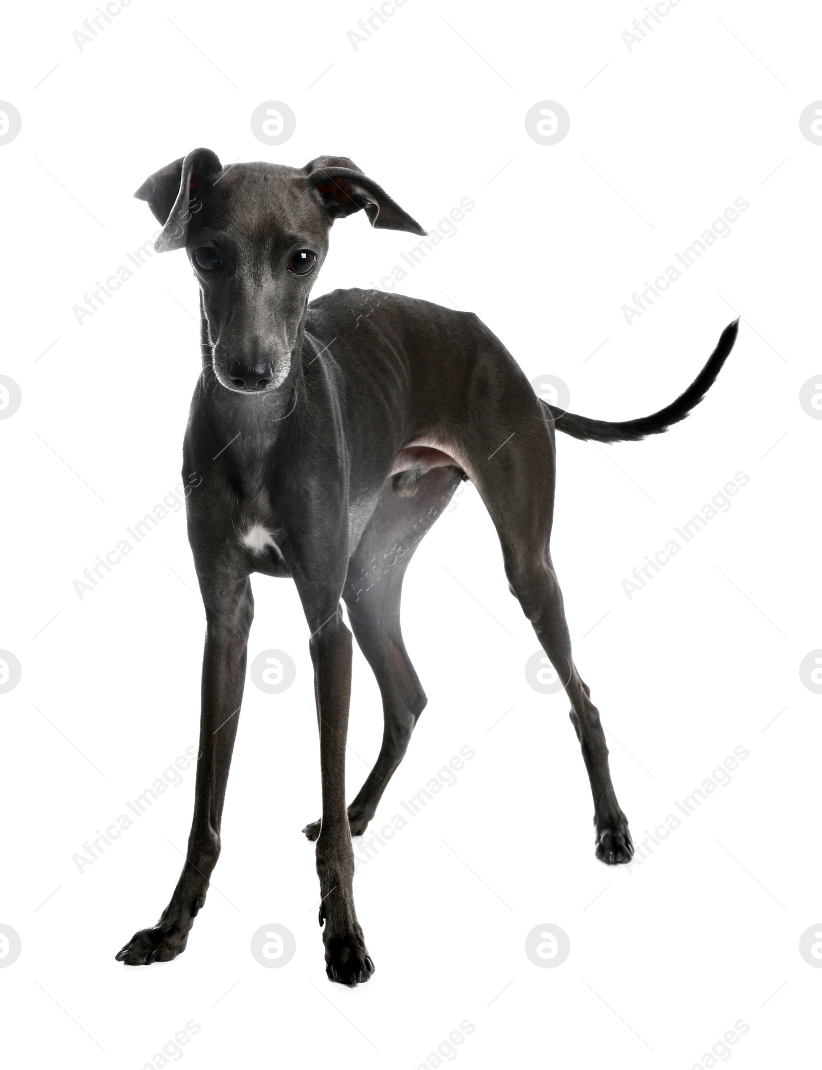 Photo of Cute Italian Greyhound dog on white background