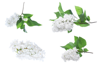 Image of Set of fragrant lilac flowers on white background