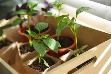 Many young seedlings in wooden crate near window, closeup