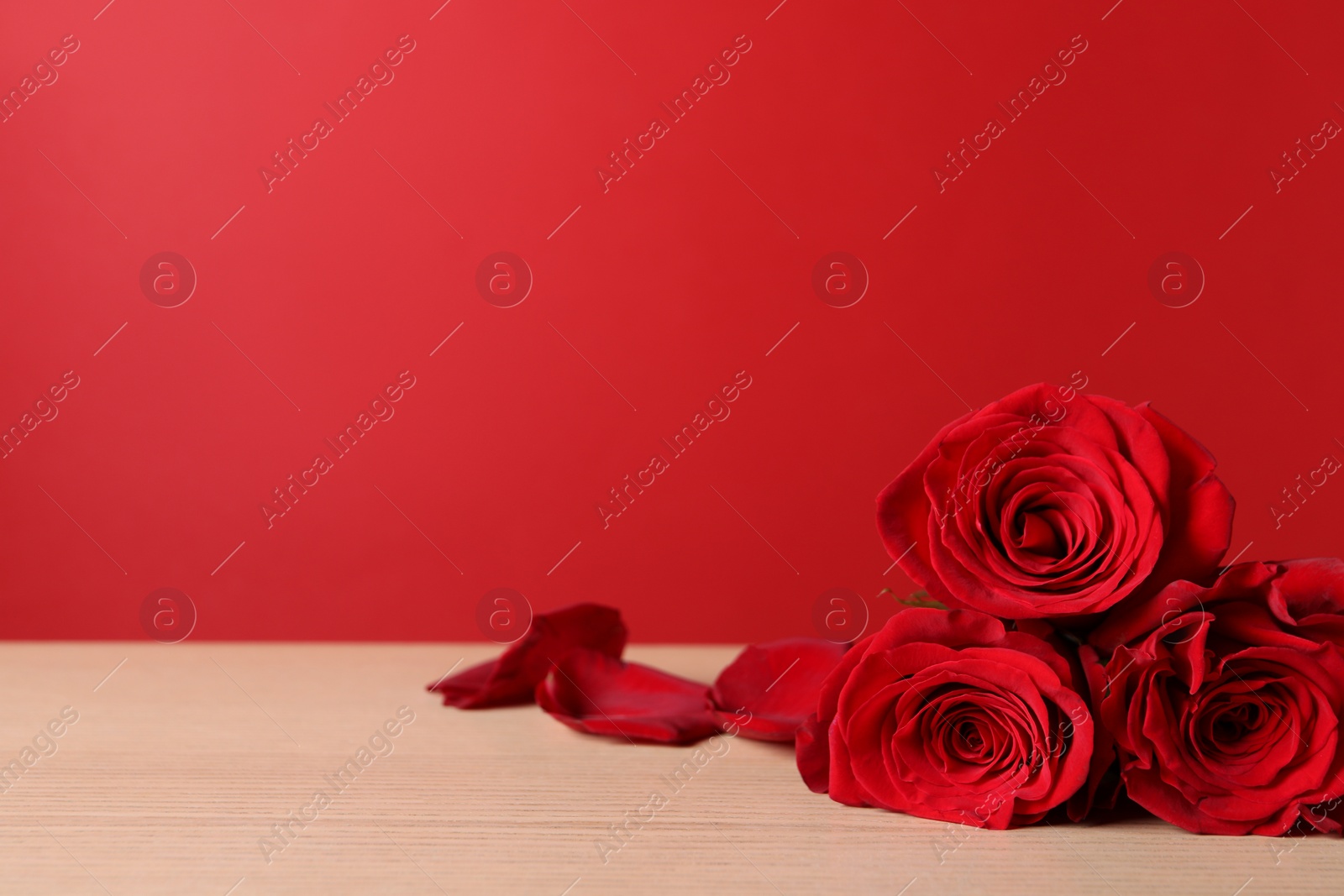 Photo of Beautiful roses and petals on wooden table against red background. Space for text