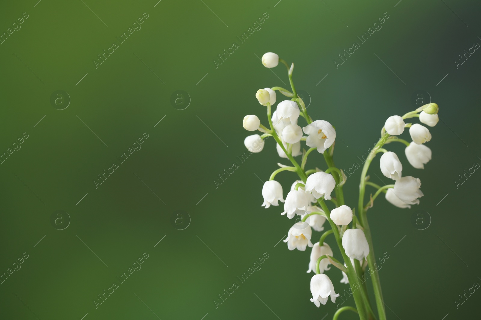 Photo of Beautiful lily of the valley flowers on blurred green background, closeup. Space for text