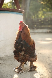 Photo of Big red rooster in yard. Farm animal