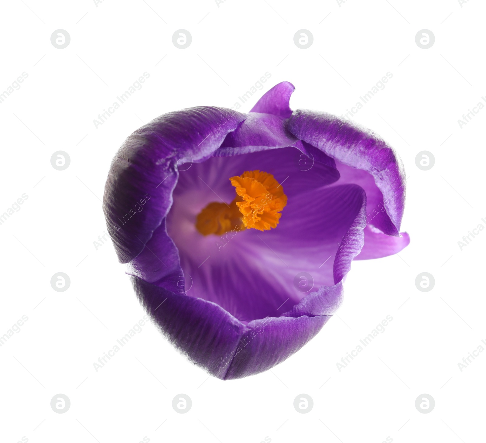 Photo of Beautiful spring crocus flower on white background, top view