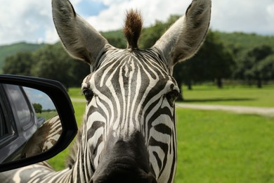 Cute curious African zebra near car in safari park, closeup