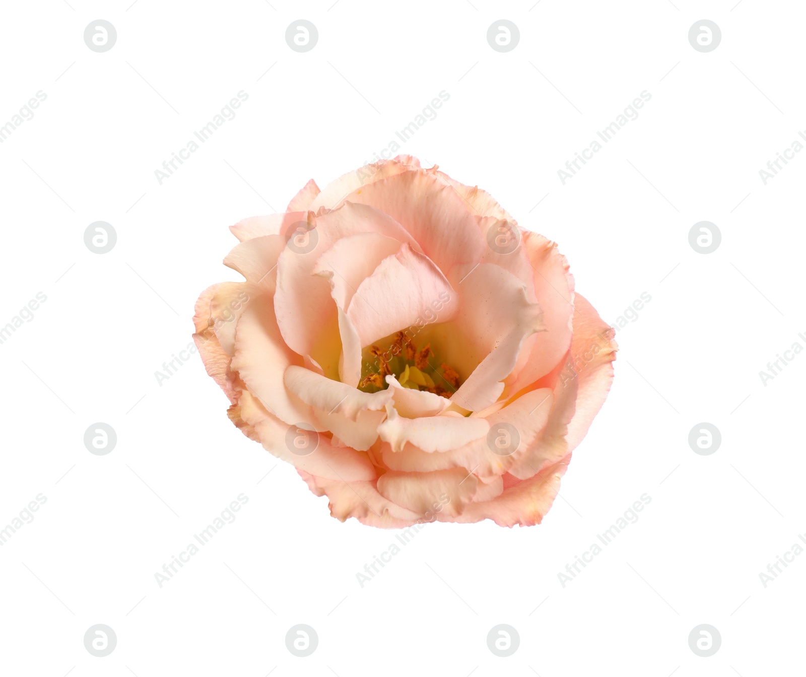 Photo of Beautiful fresh Eustoma flower on white background