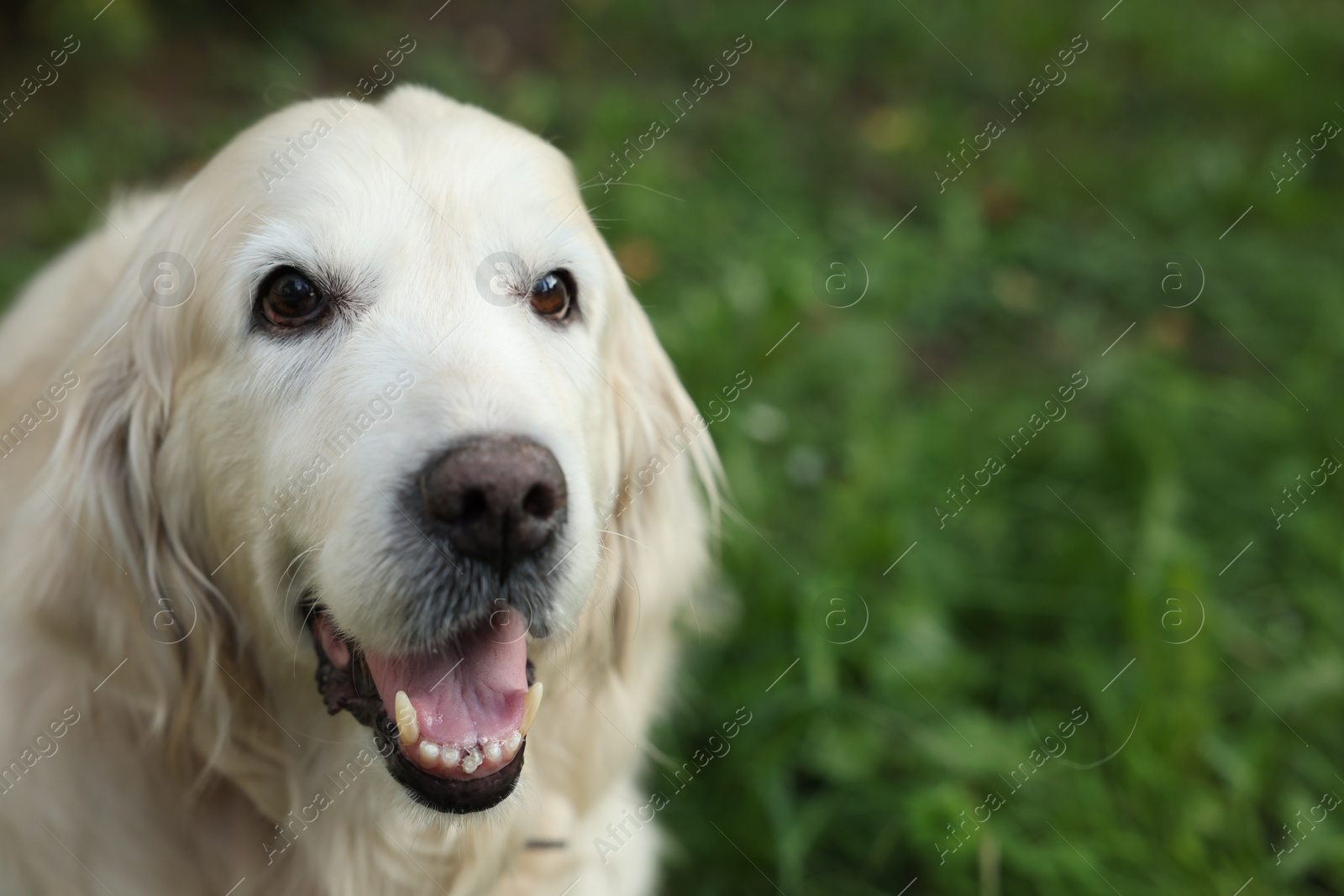 Photo of Cute golden retriever lying on green grass in park, space for text