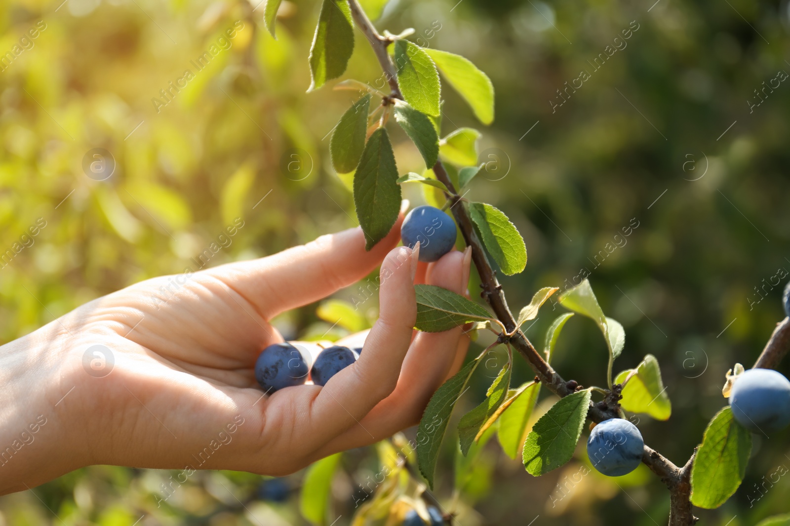 Photo of Woman picking sloe berries off bush outdoors, closeup