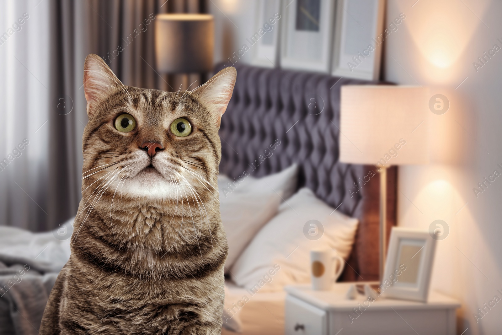 Image of Cute cat in room, space for text. Pet friendly hotel 