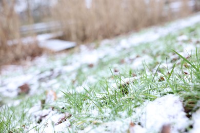 Green grass covered with snow on winter day, closeup