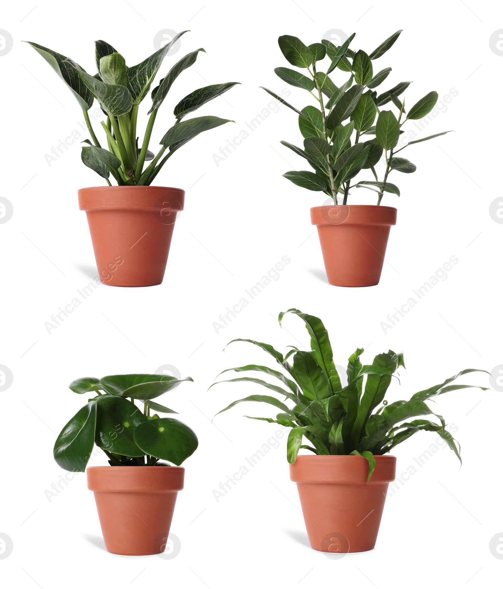 Image of Collage with different potted plants on white background. House decor