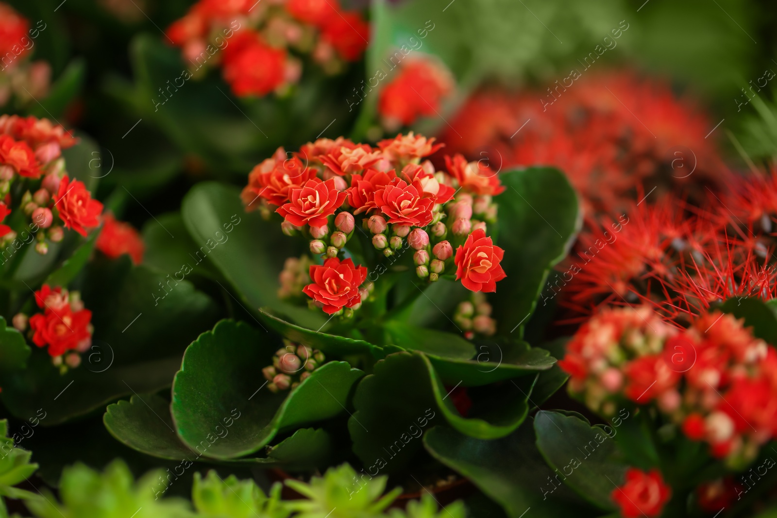 Photo of Beautiful blooming kalanchoe flowers, closeup. Tropical plant