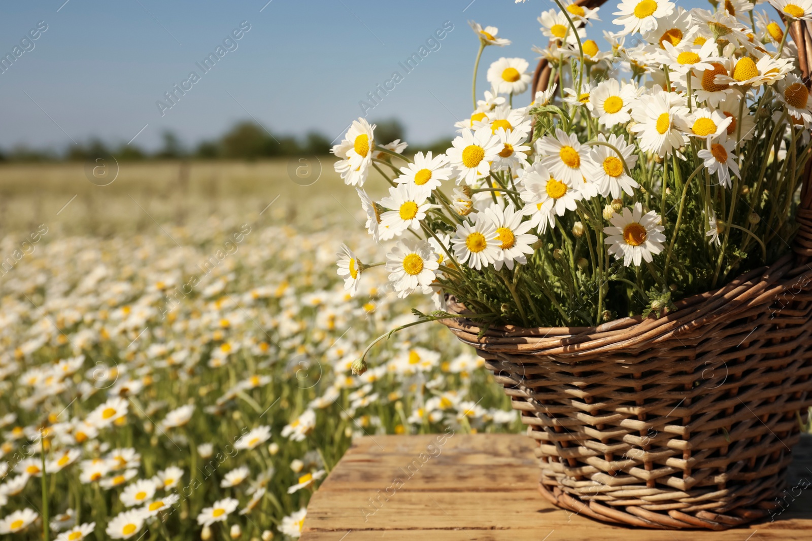 Photo of Basket with beautiful chamomiles on wooden table in field, closeup