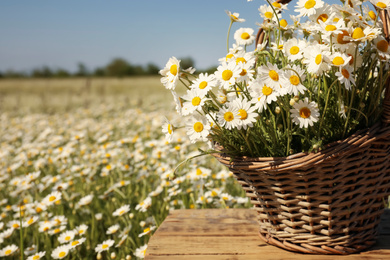 Basket with beautiful chamomiles on wooden table in field, closeup