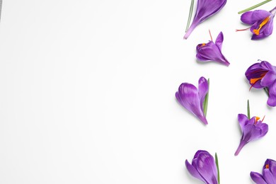 Photo of Beautiful Saffron crocus flowers on white background, flat lay. Space for text