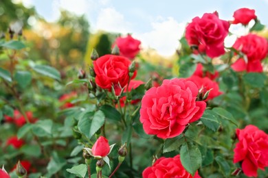 Photo of Beautiful blooming red roses on bush outdoors. Space for text