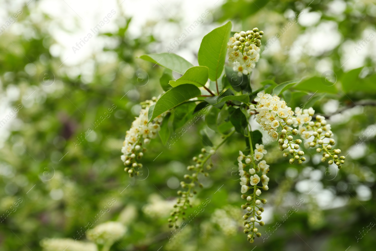 Photo of Blossoming bird cherry tree outdoors, closeup view