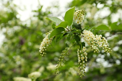 Blossoming bird cherry tree outdoors, closeup view