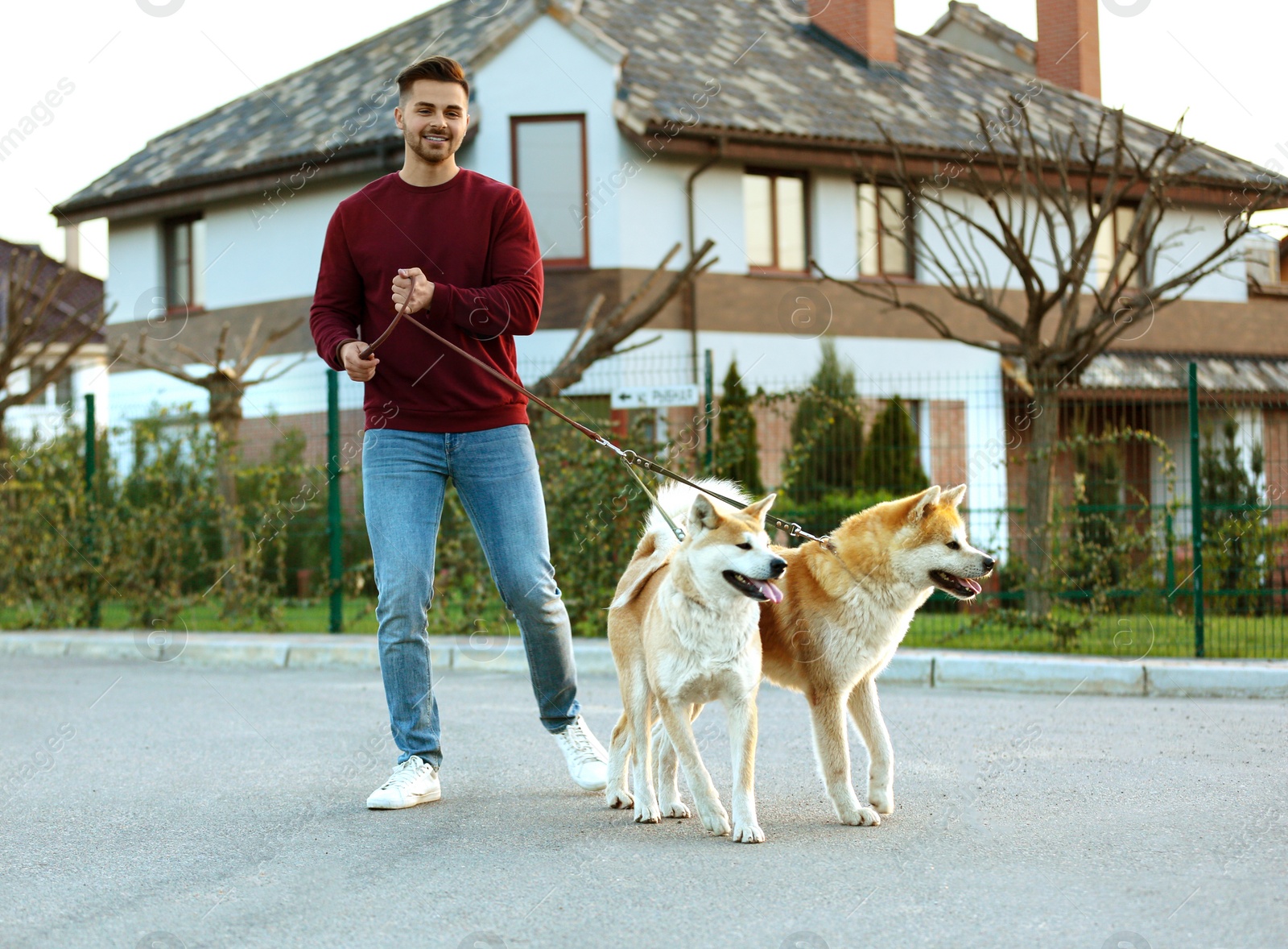 Photo of Young man walking his adorable Akita Inu dogs outdoors